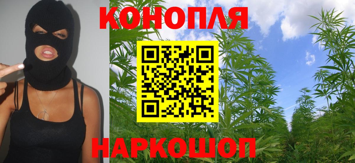 Каннабис OG Kush Видное